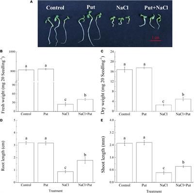 Metabolites Reprogramming and Na+/K+ Transportation Associated With Putrescine-Regulated White Clover Seed Germination and Seedling Tolerance to Salt Toxicity